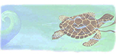 turtle - kayla anderson | Curator Web Design