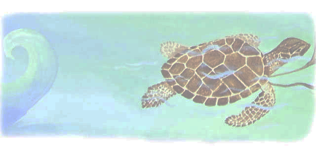 turtle - kayla anderson art | Curator Web Design Diana Giesbrecht