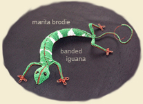 banded Iguana