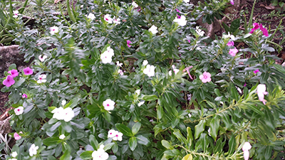 pink-white-diana