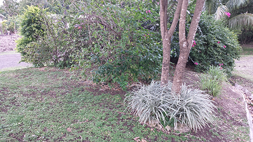 bougainvillia-whitegrass
