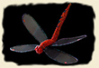 NONO's DRAGONFLY | Marita Brodie Art from the Heart